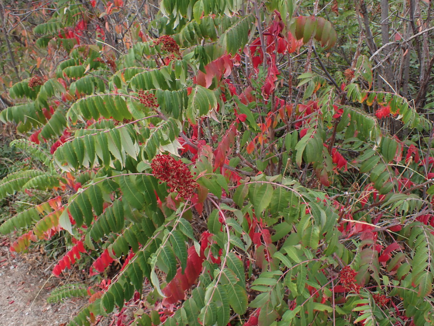Smooth sumac