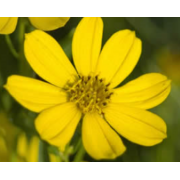 Prairie coreopsis
