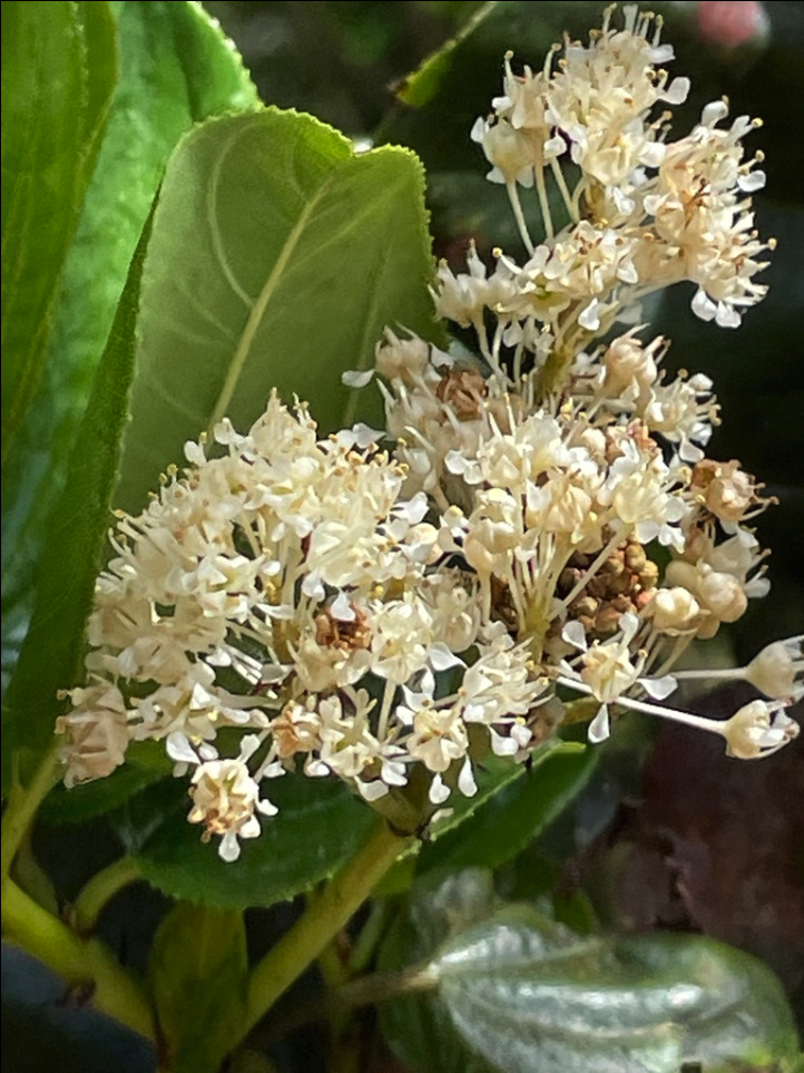 Snowbrush ceanothus