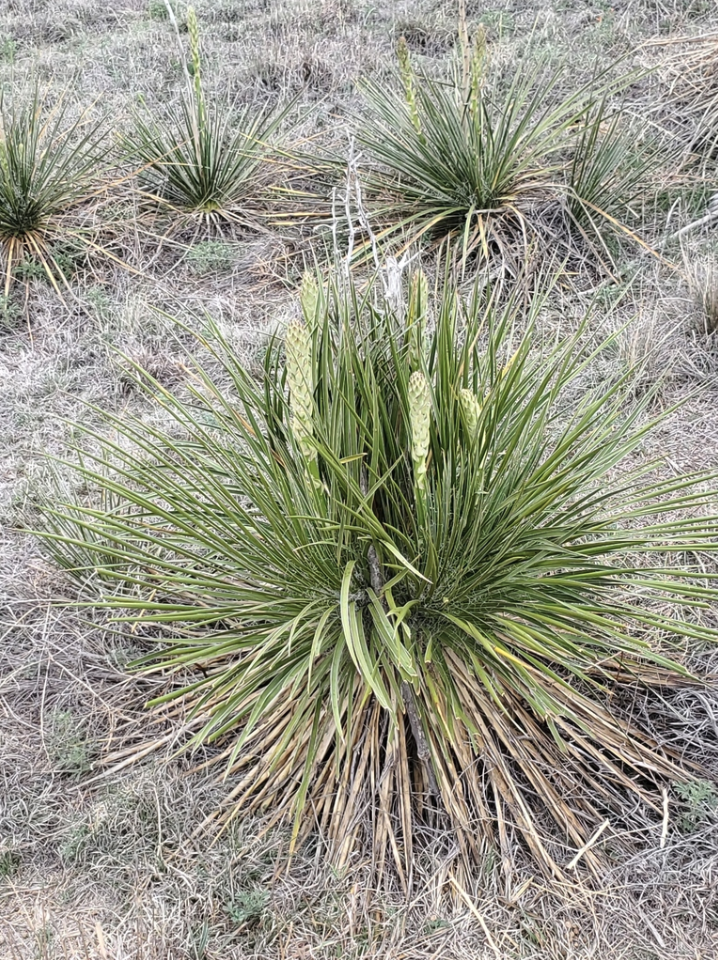 Spanish bayonet