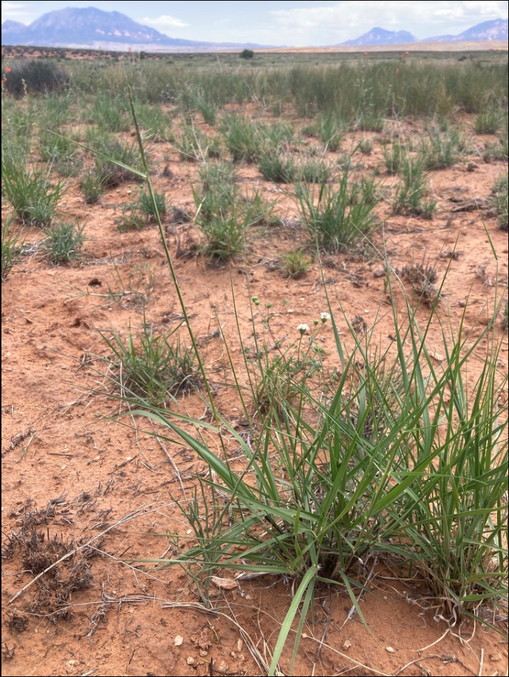 Spike dropseed