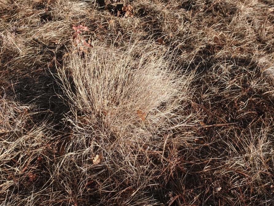 Spike muhly