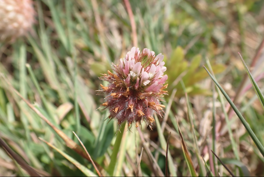 Strawberry clover