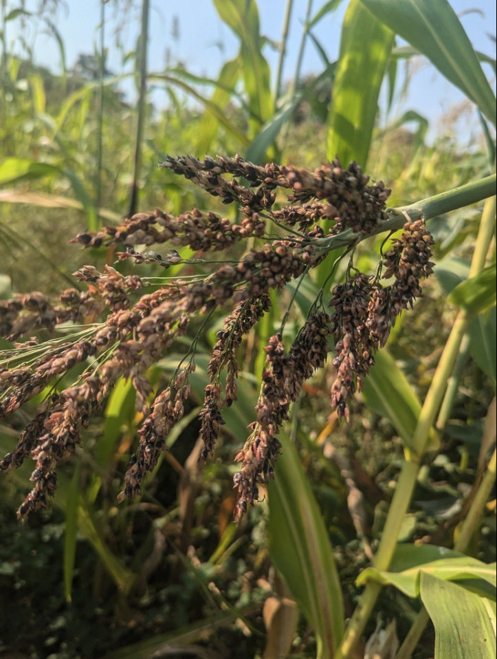Sudangrass
