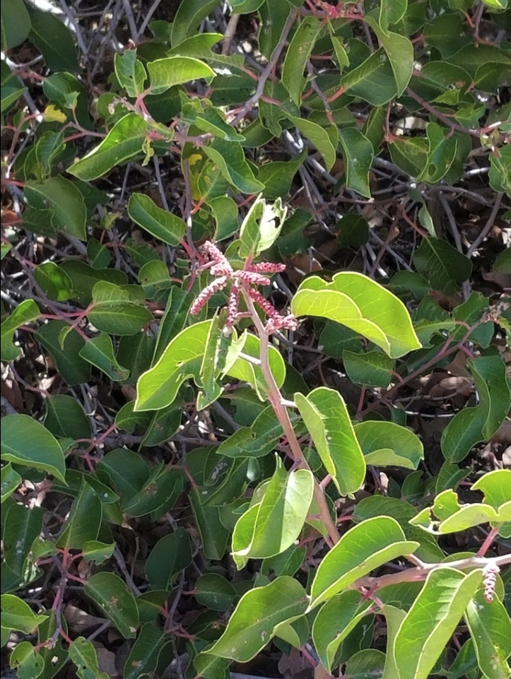 Sugar sumac