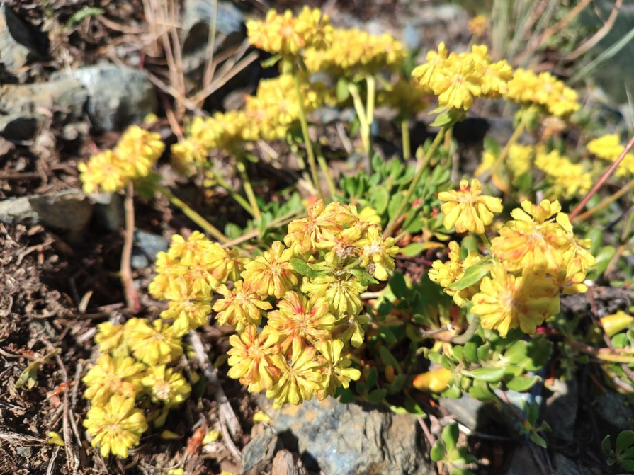Sulphur flower buckwheat