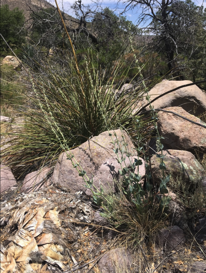 Superb beardtongue