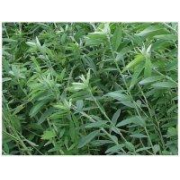 Sunn Hemp