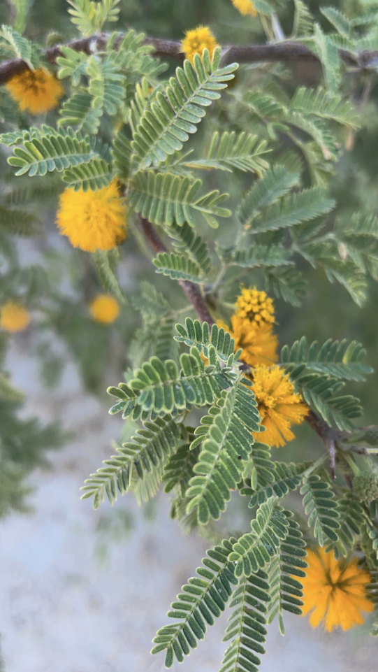 Sweet acacia