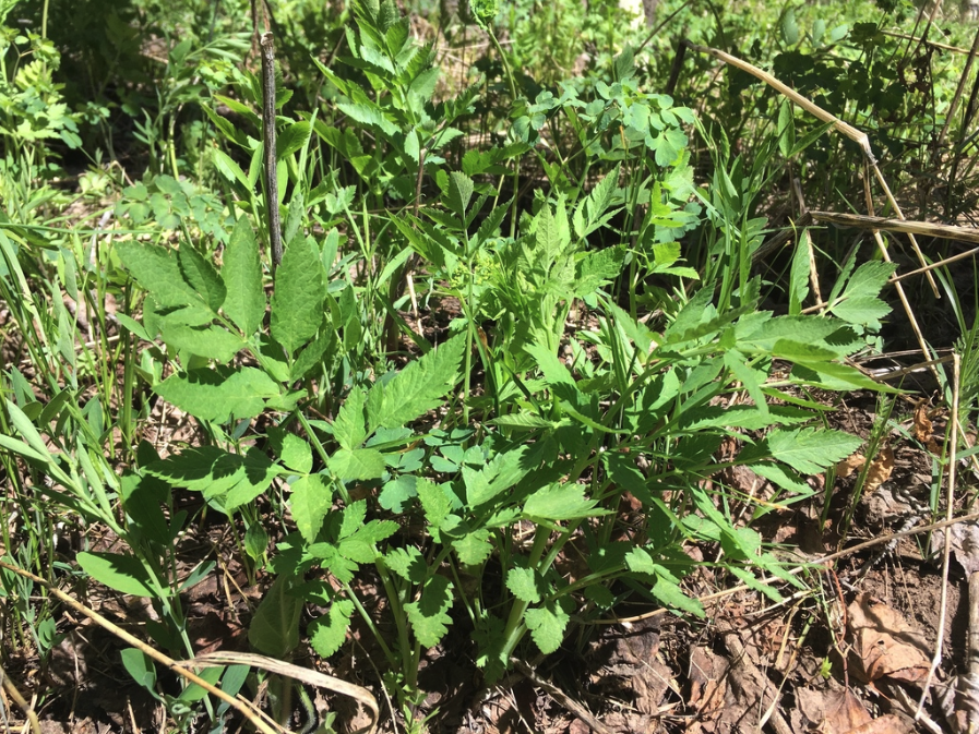 Sweet anise