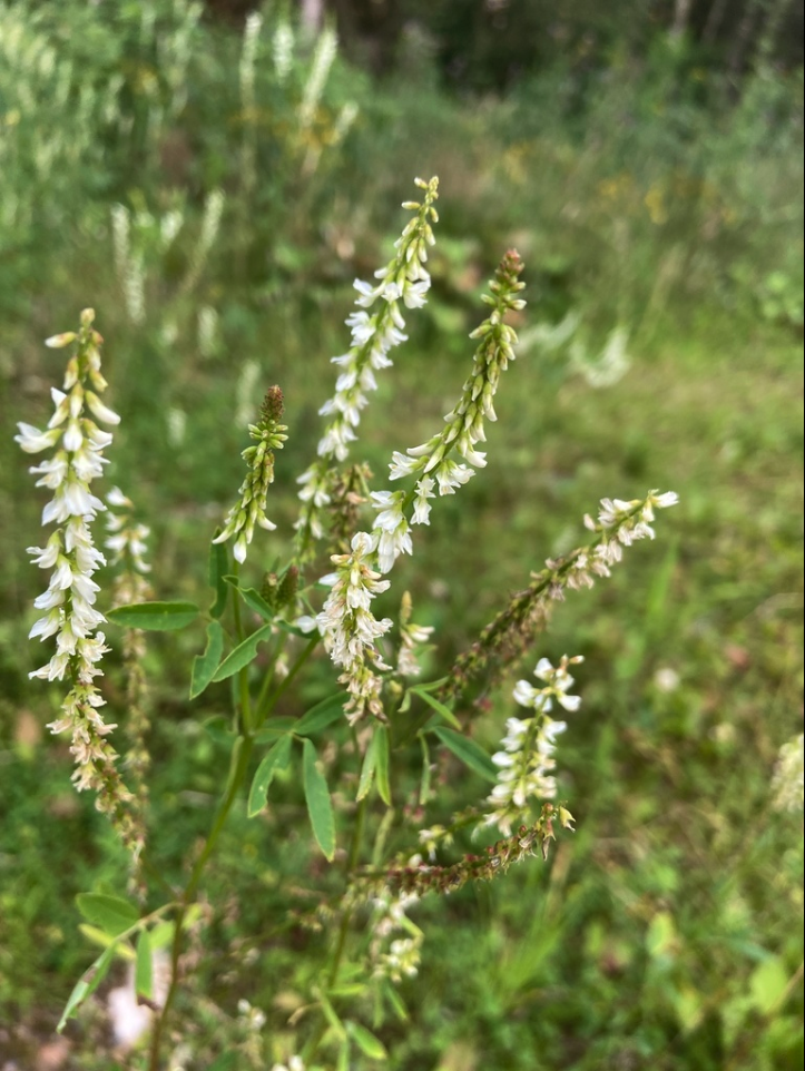 Sweetclover