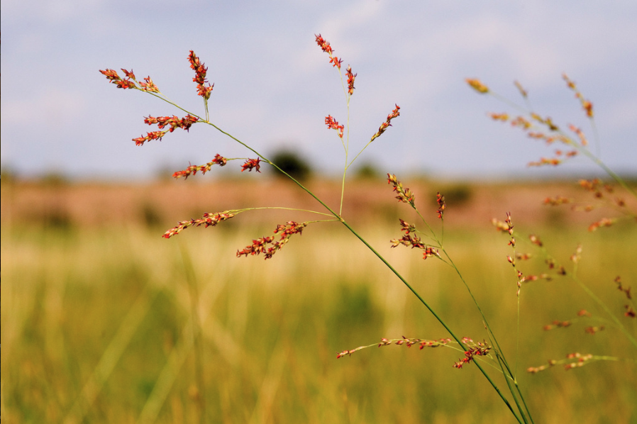 Switchgrass