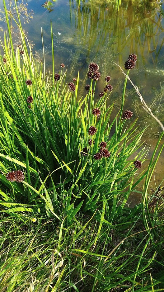 Swordleaf rush