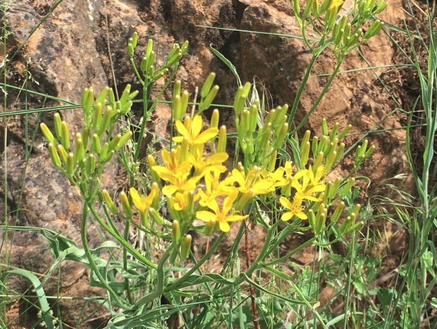 Tapertip hawksbeard