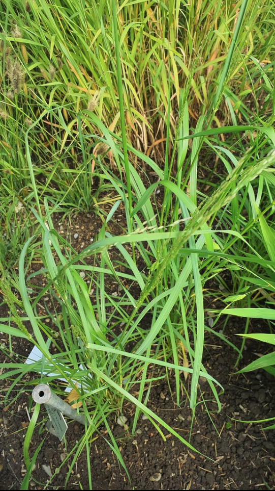 Teff grass