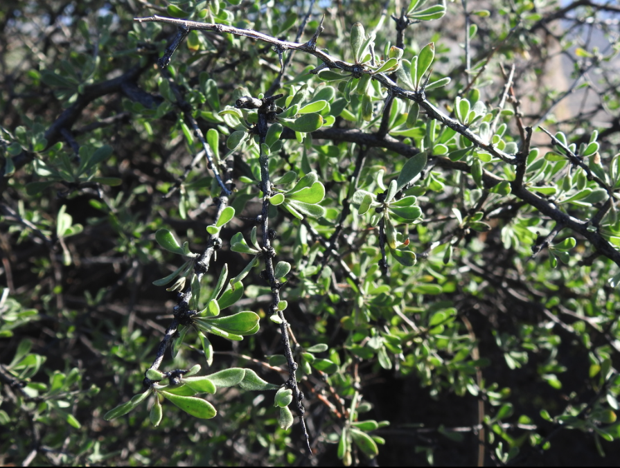 Thornbush