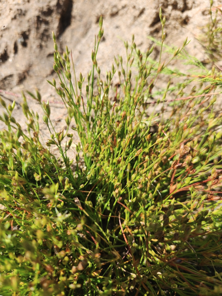 Toad rush
