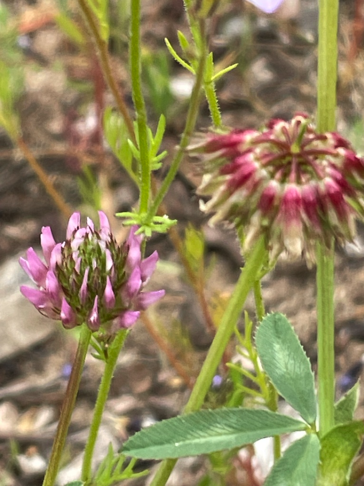 Tree Clover