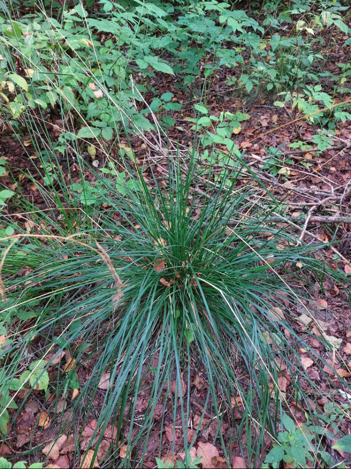 Tufted hairgrass