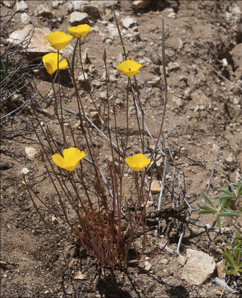 Tufted poppy
