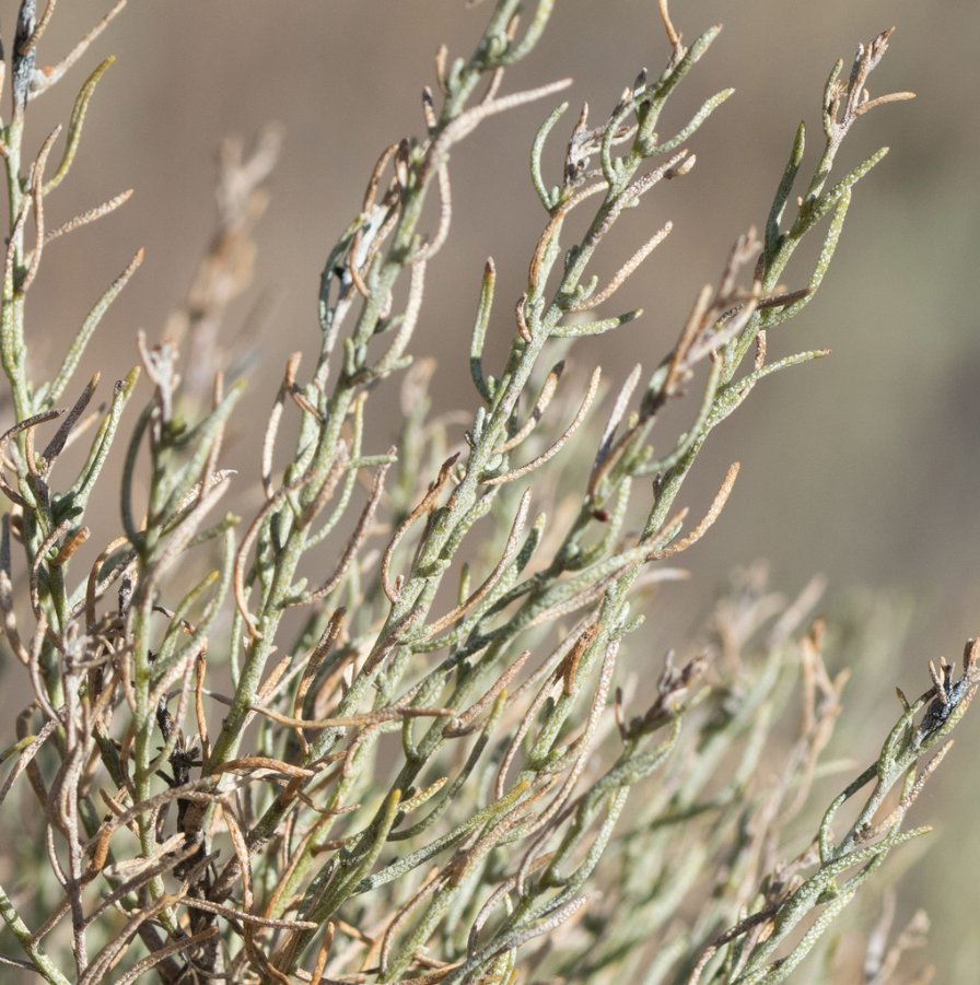 Turpentinebush