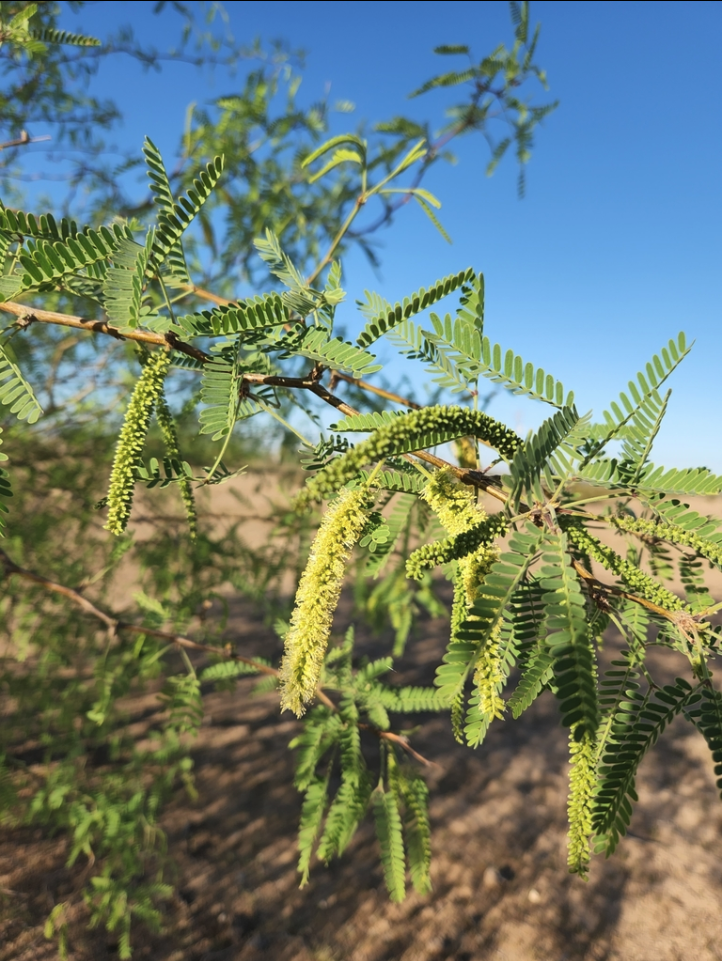 Velvet mesquite  
