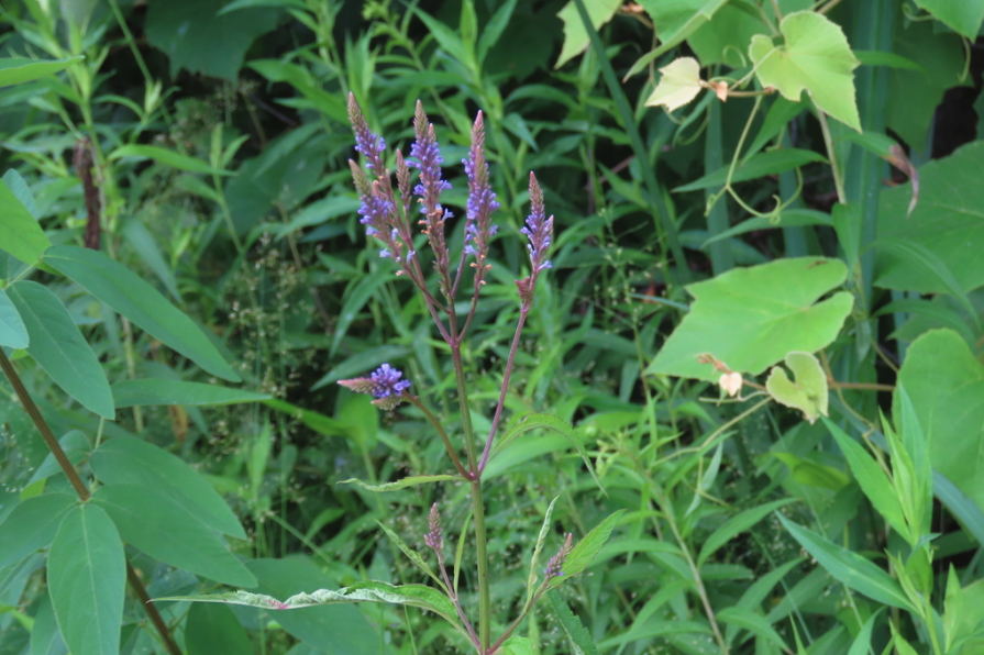 Vervain, Blue