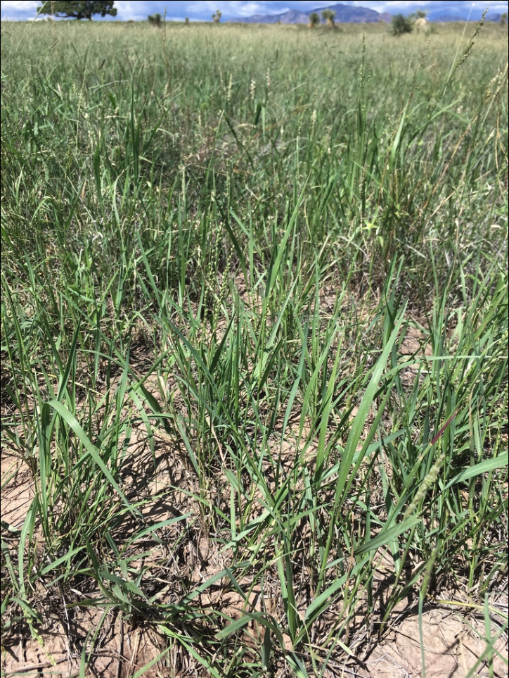 Vine mesquite