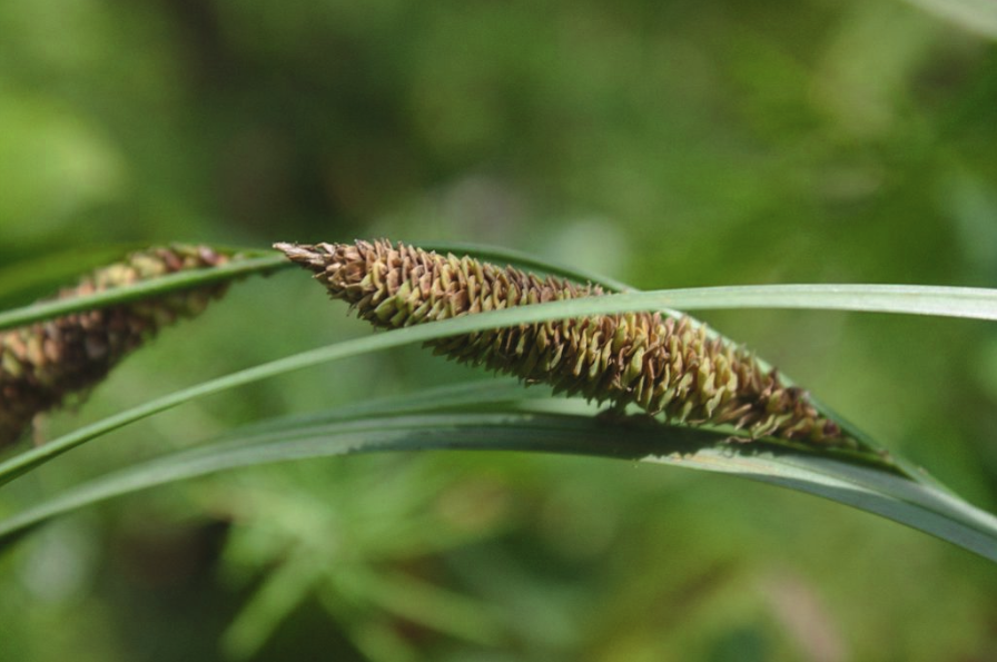 Water sedge