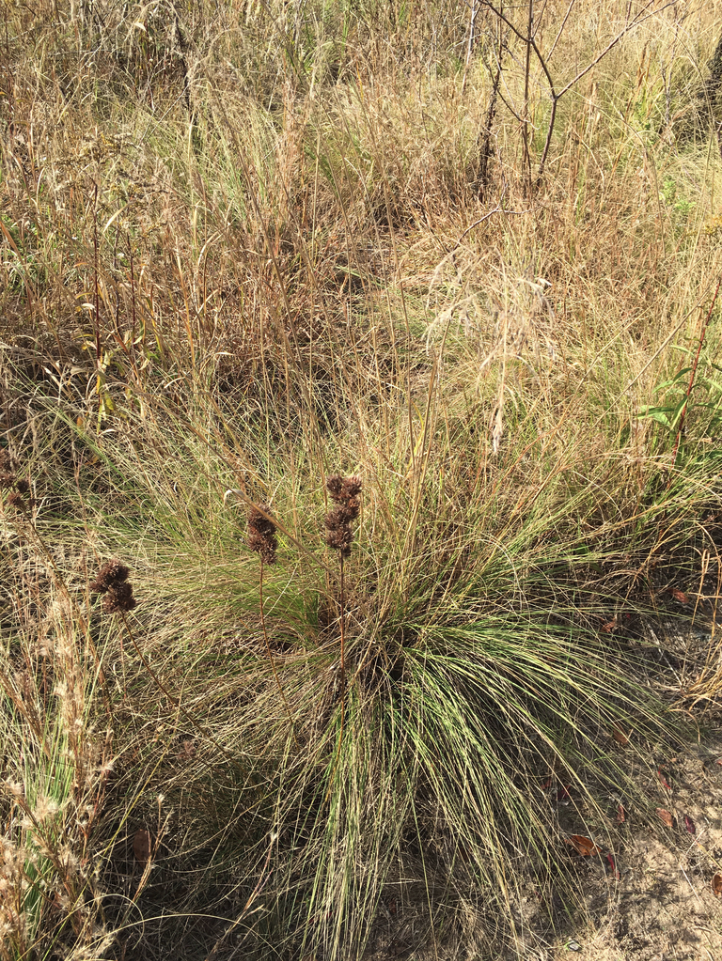 Weeping lovegrass