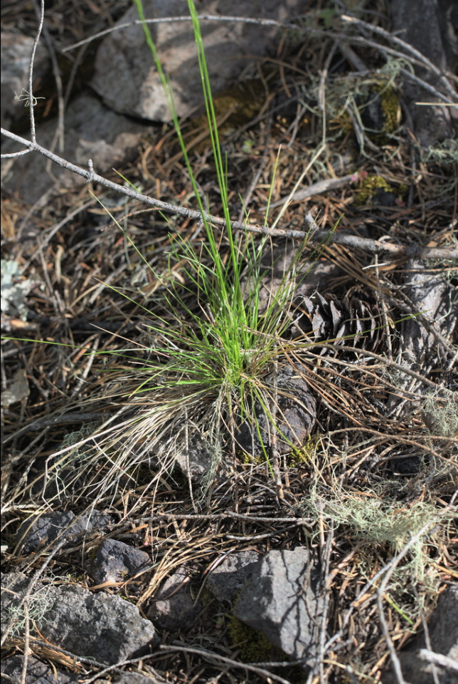 Western fescue