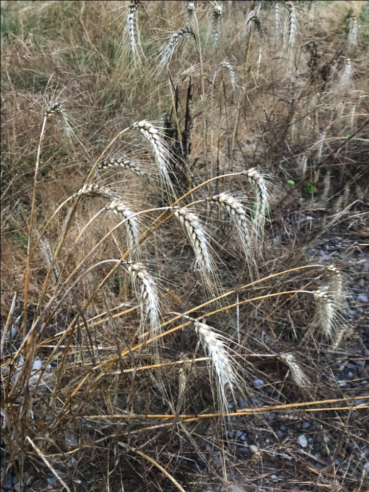 Wheat