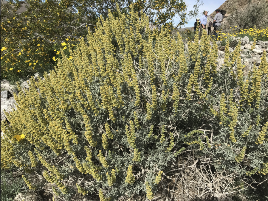 White bursage