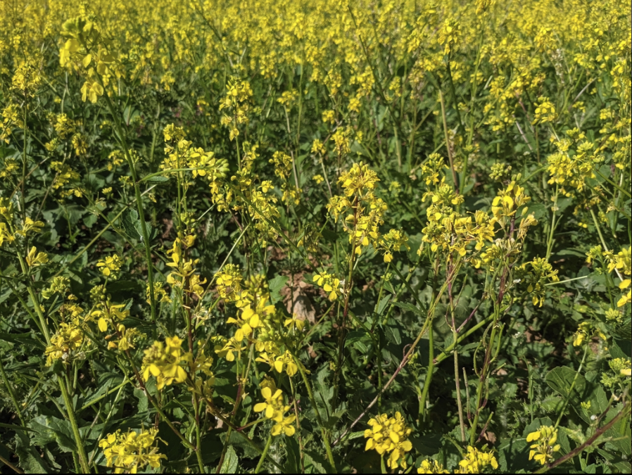 White mustard