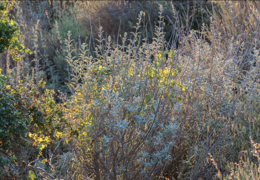 White sage