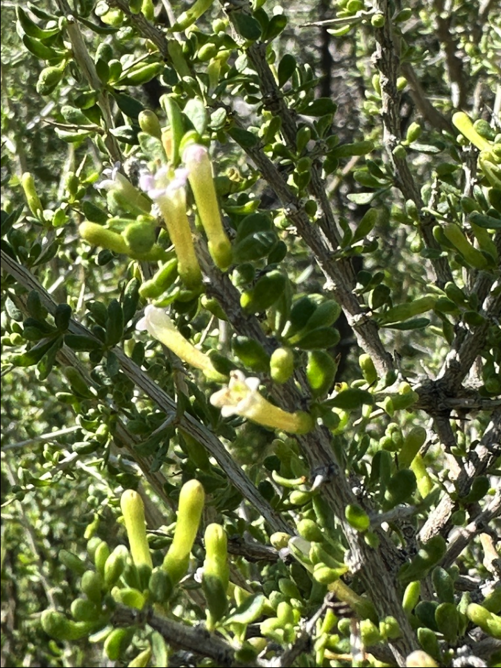 Wolfberry