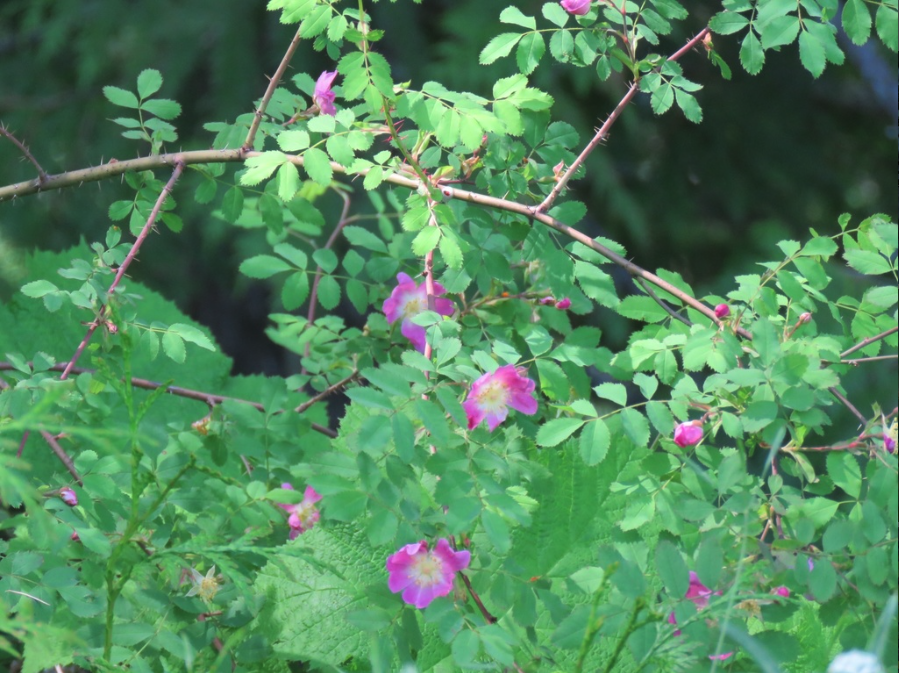 Woods rose