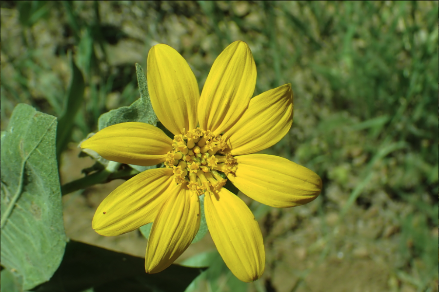 Woolly mule ears