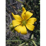 Daisy, Engleman