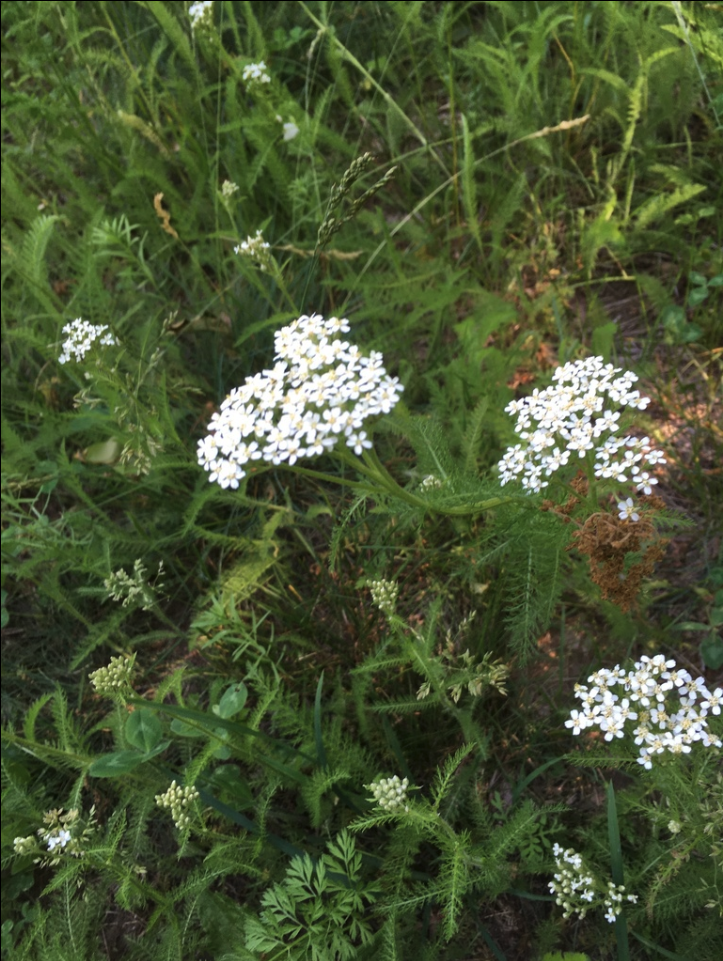 Yarrow, Western