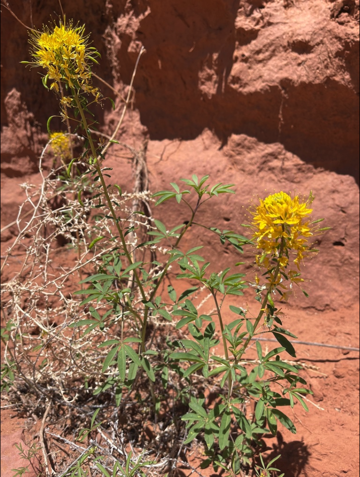 Yellow beeplant
