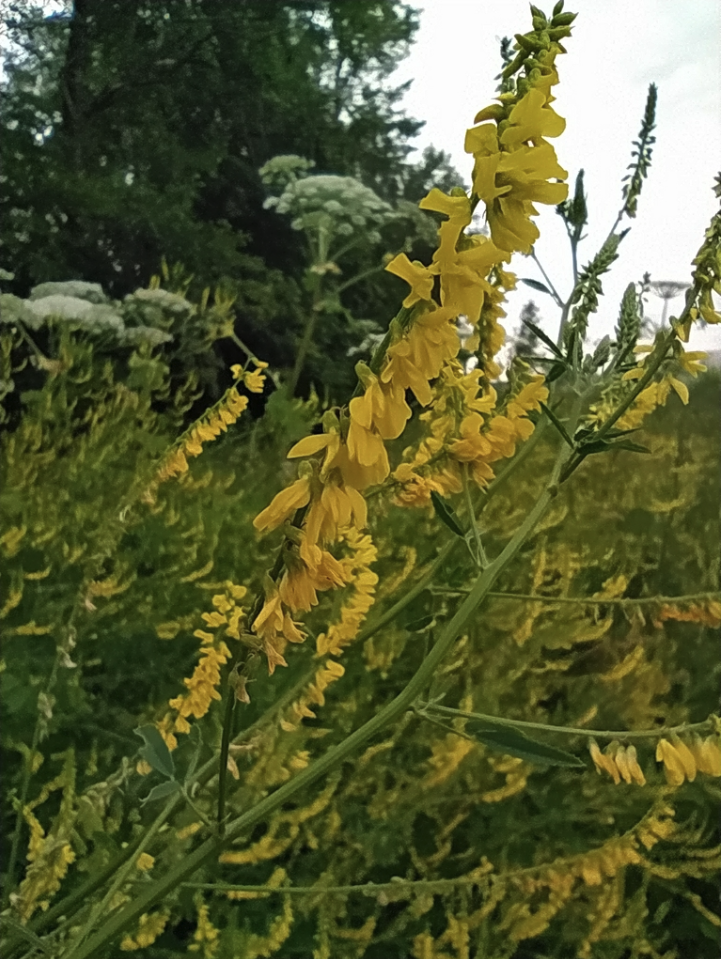 Yellow Blossom Sweet Clover