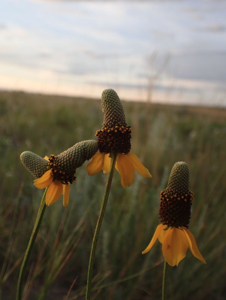 Yellow Prairie coneflower