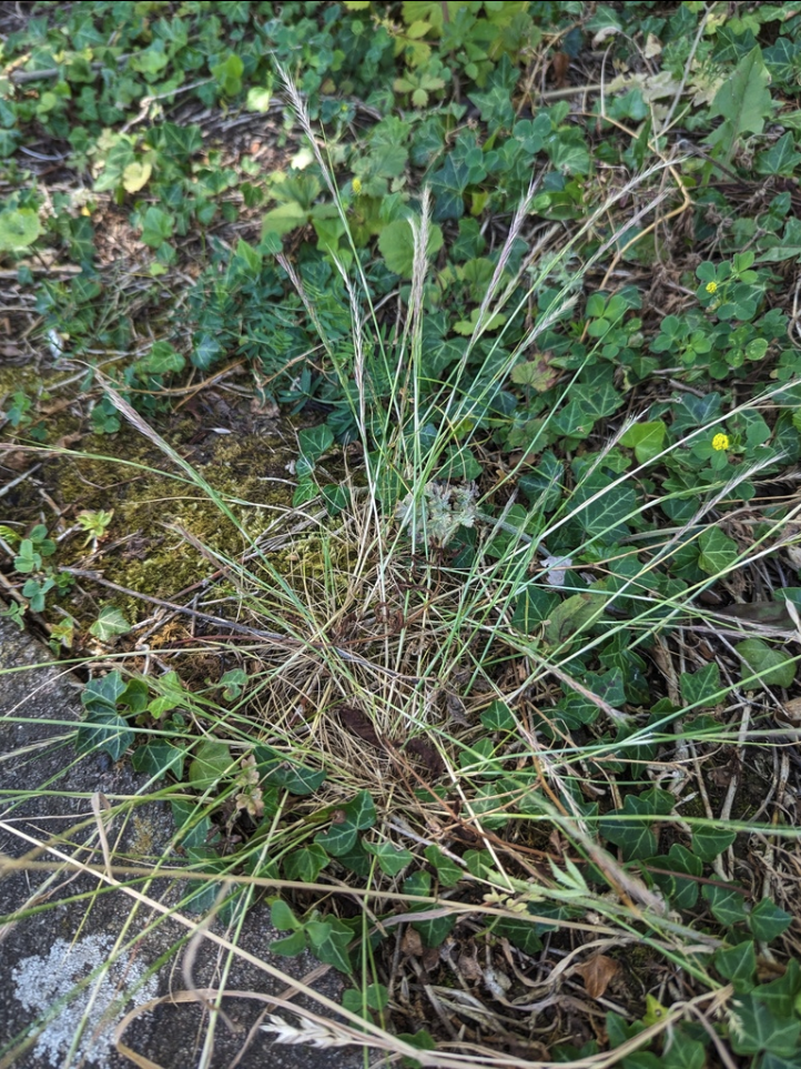 Zorro Fescue
