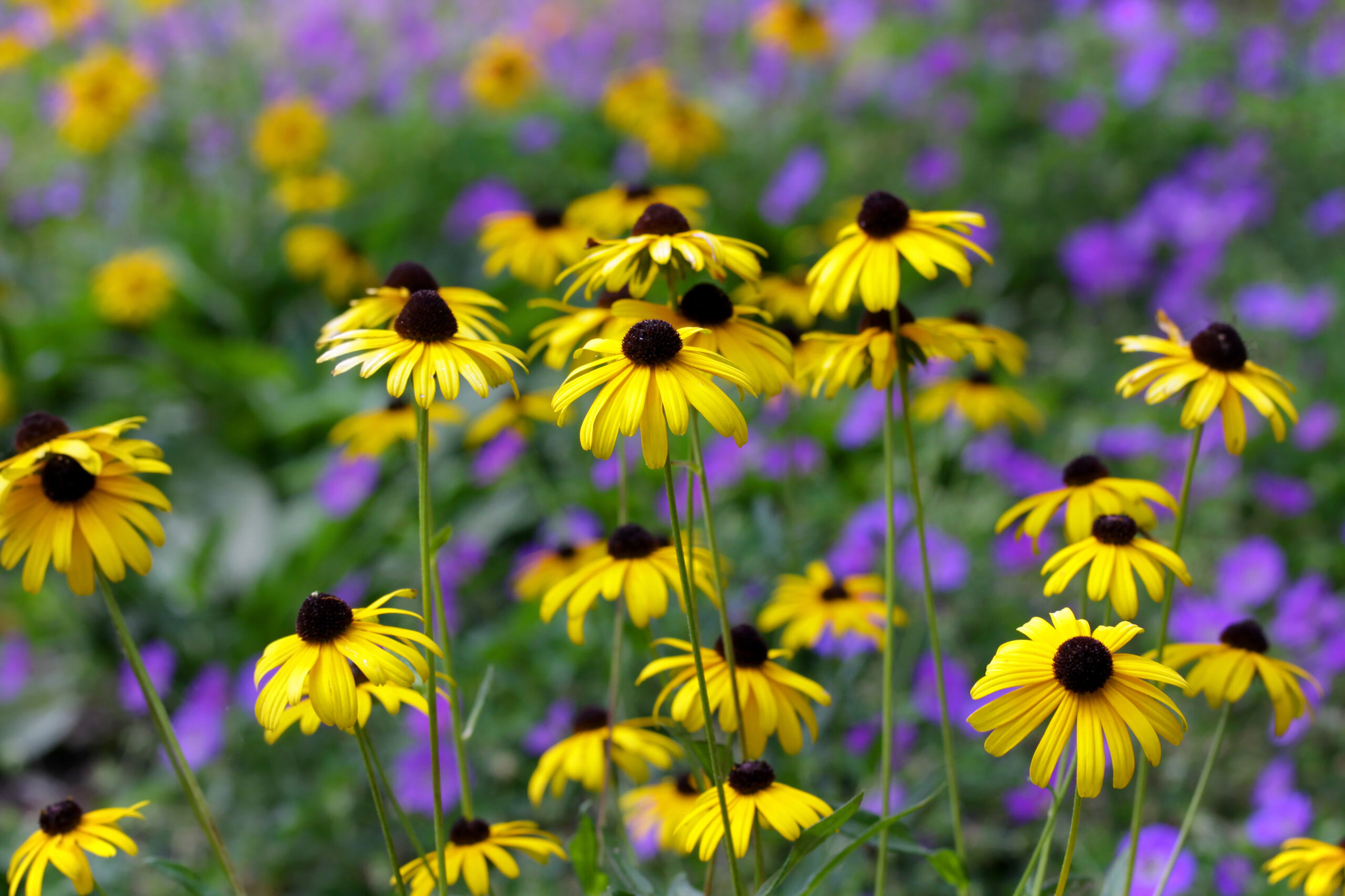 Great Basin Wildflower Mix