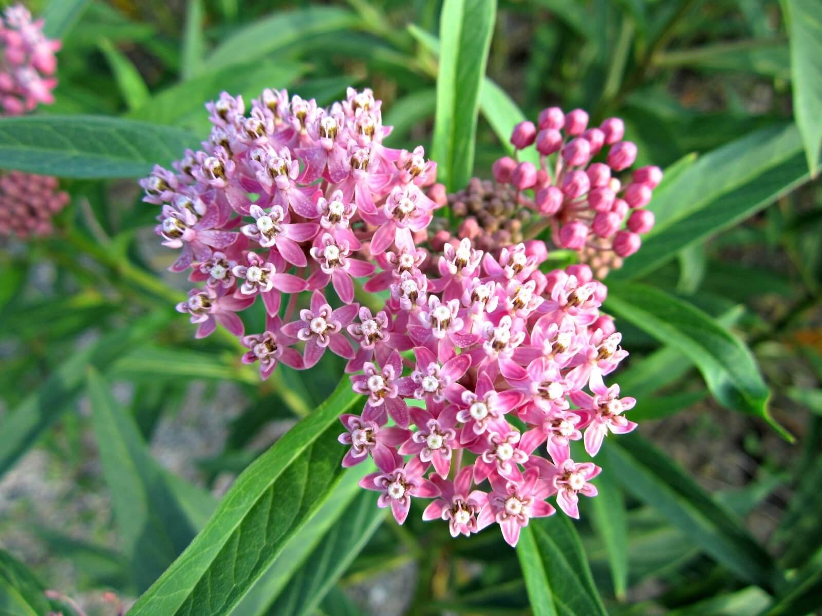 Intermountain Pollinator Blend