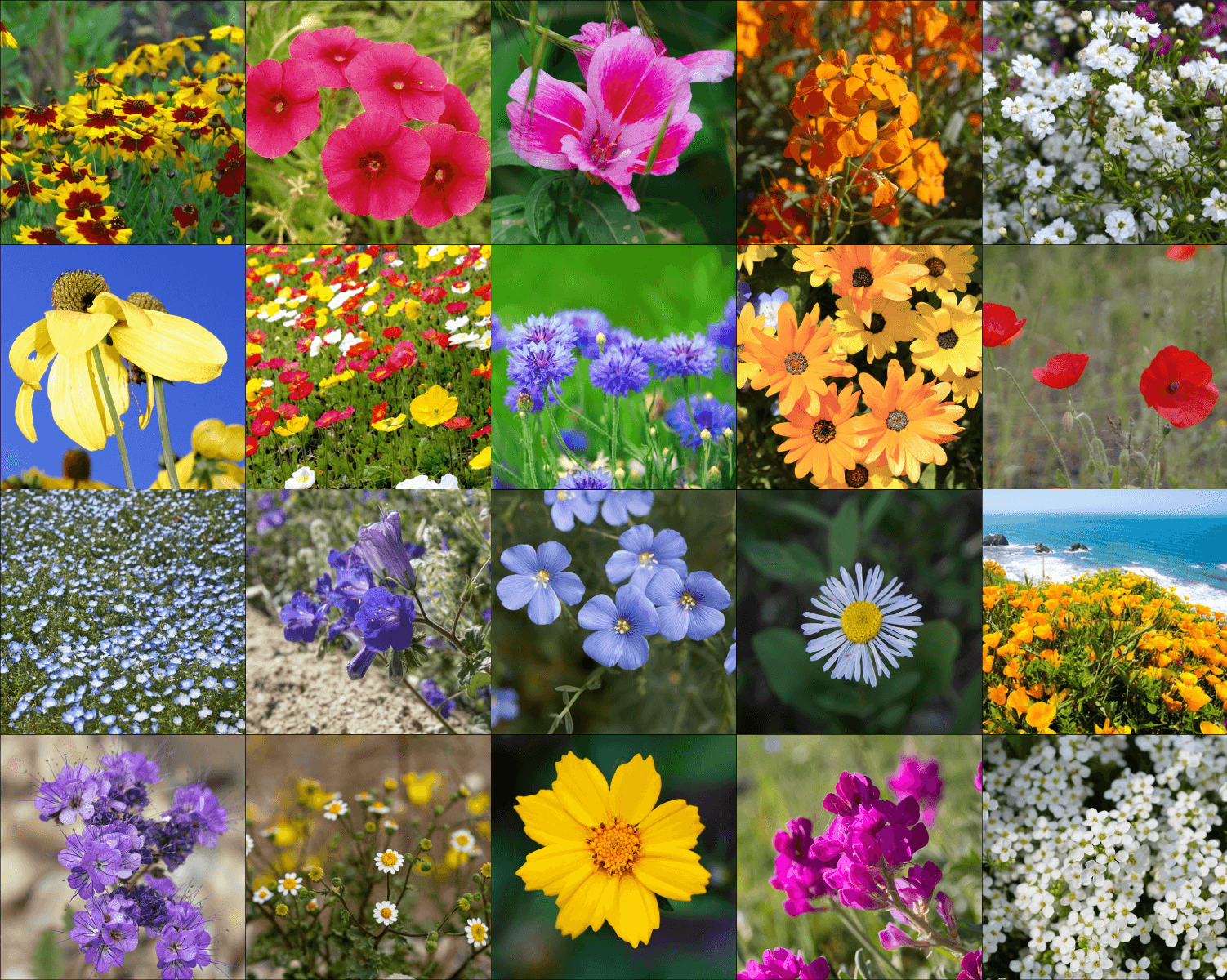 Low Growing Wildflower Mix