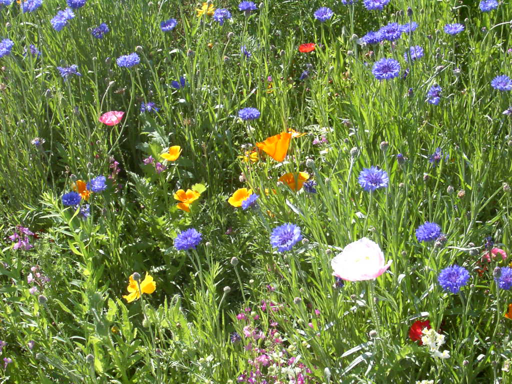Northwest Wildflower Mix