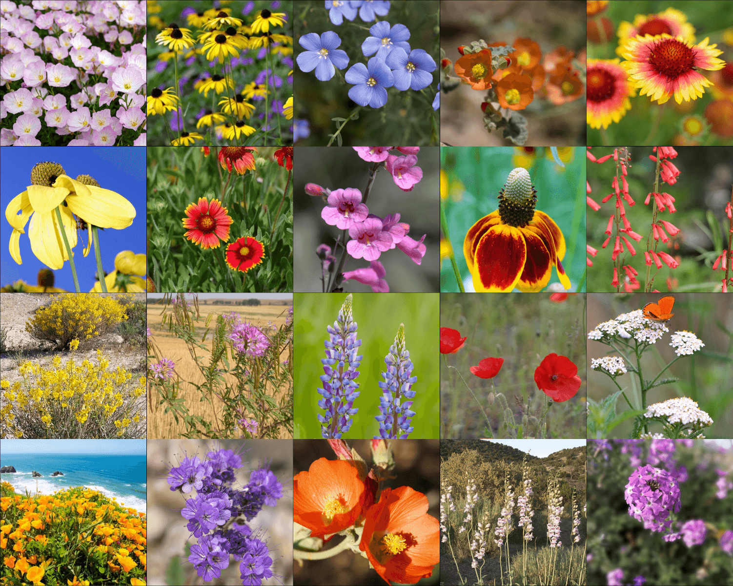 Southwest Wildflower Mix
