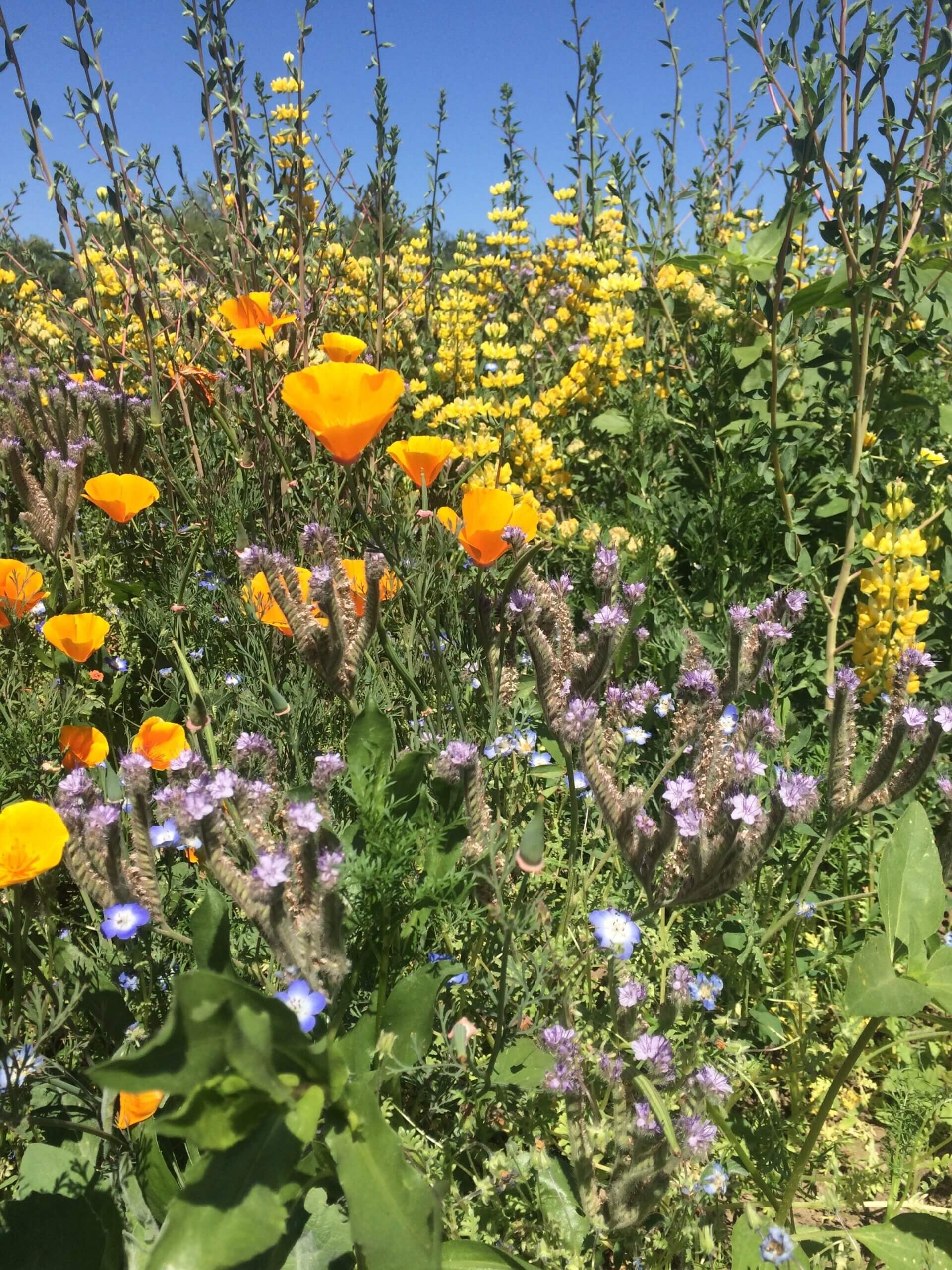 Xerces Central Valley Mix